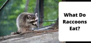 What Do Raccoons Eat?