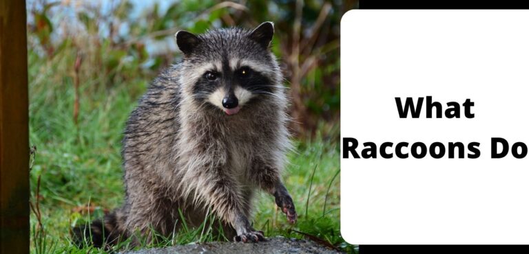 What Raccoons Do