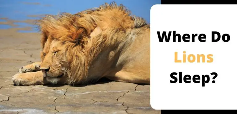 Where Do Lions Sleep?