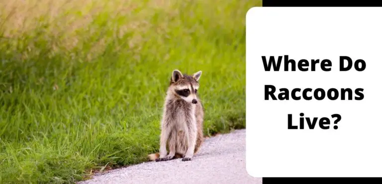 Where Do Raccoons Live?