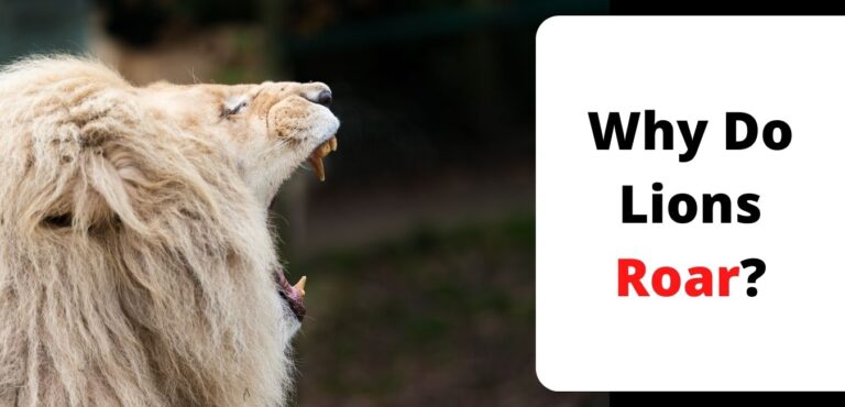 Why Do Lions Roar?