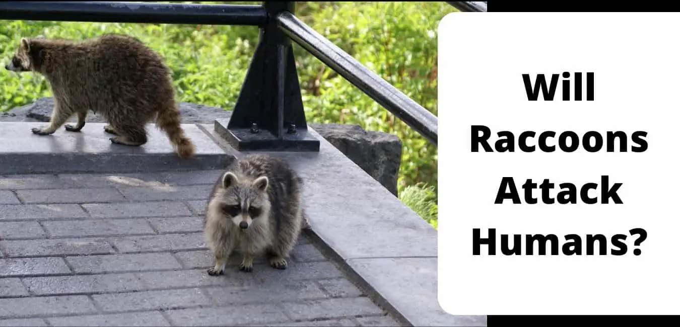 Will Raccoons Attack Humans?