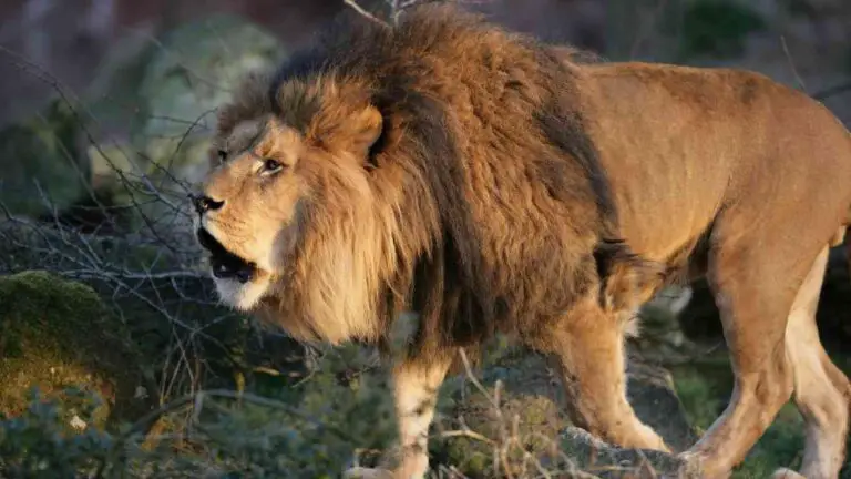 How do Lions Roar?