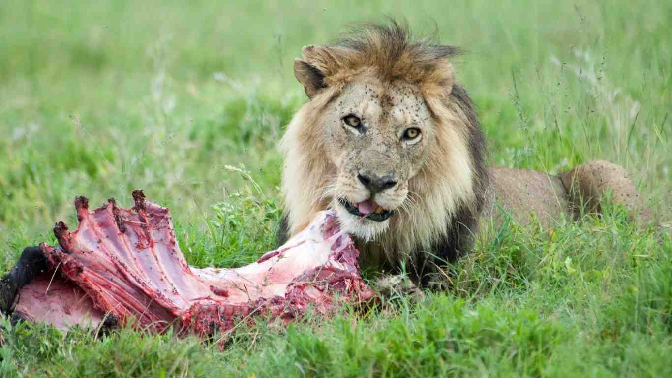 Do Lions Eat Cows?