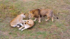 How do lions communicate?
