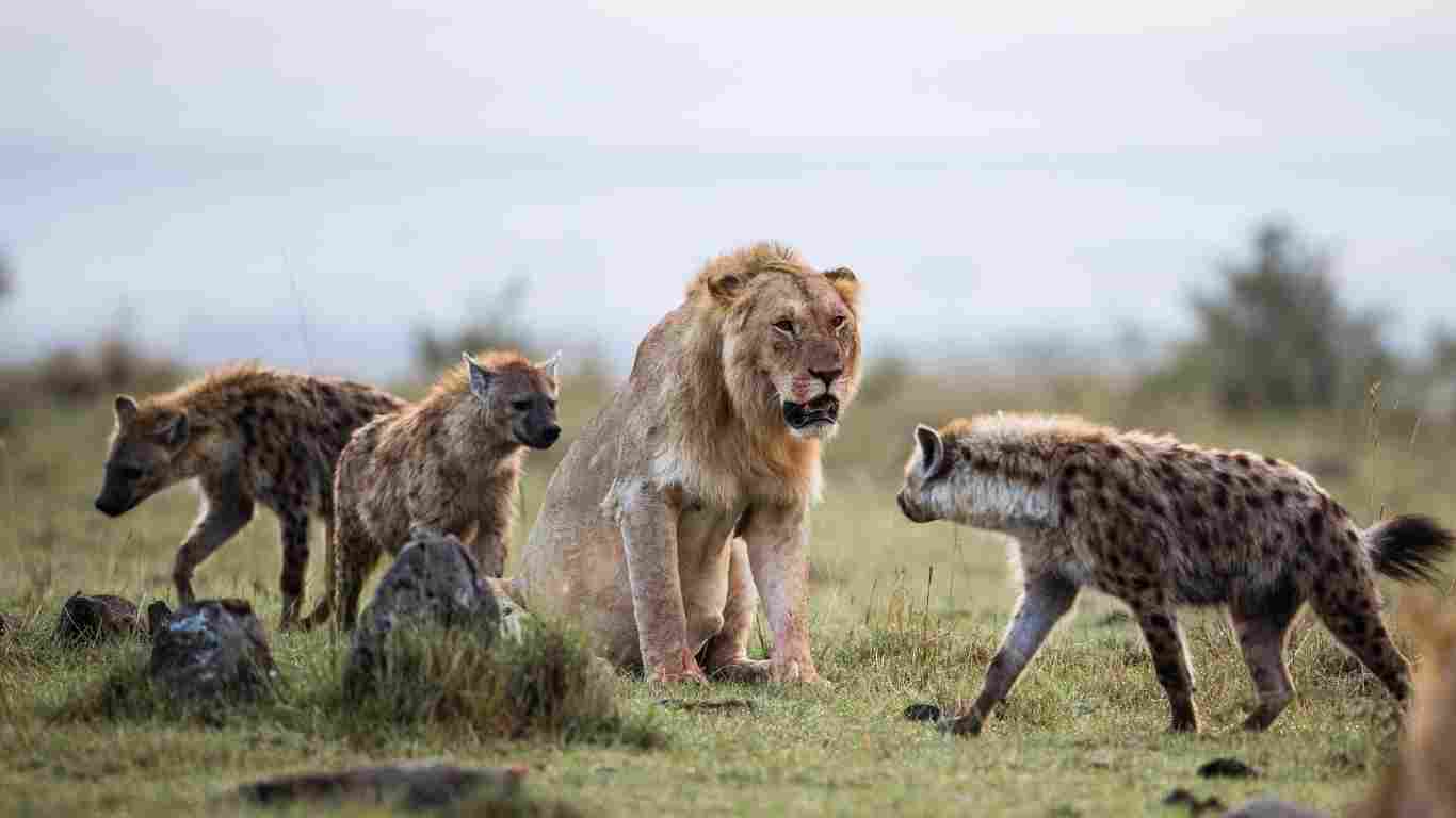 Lion vs Wild Dogs