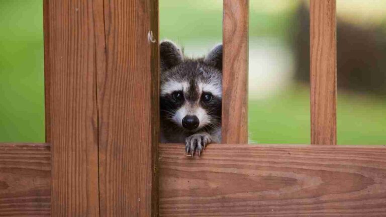 Are Raccoons Smart?