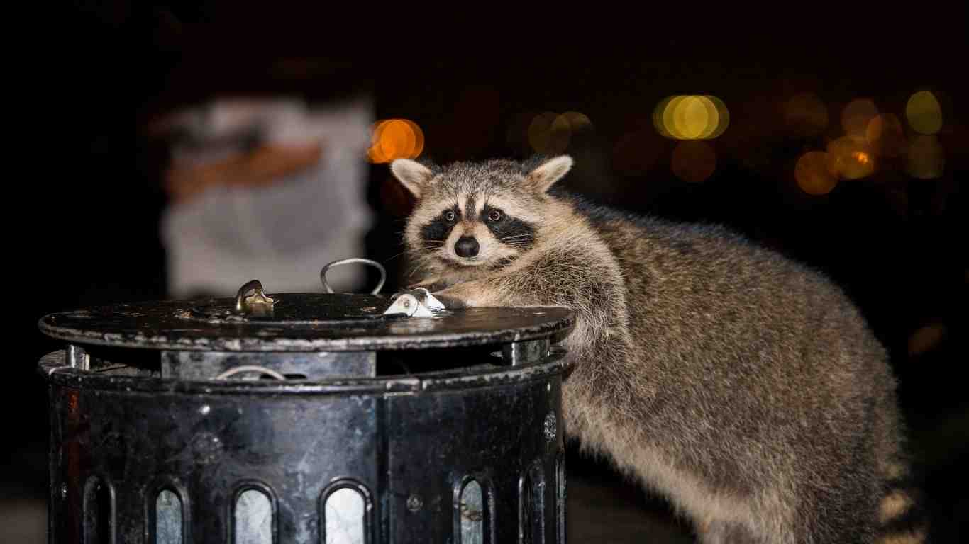 Does Raccoon Smell Bad?
