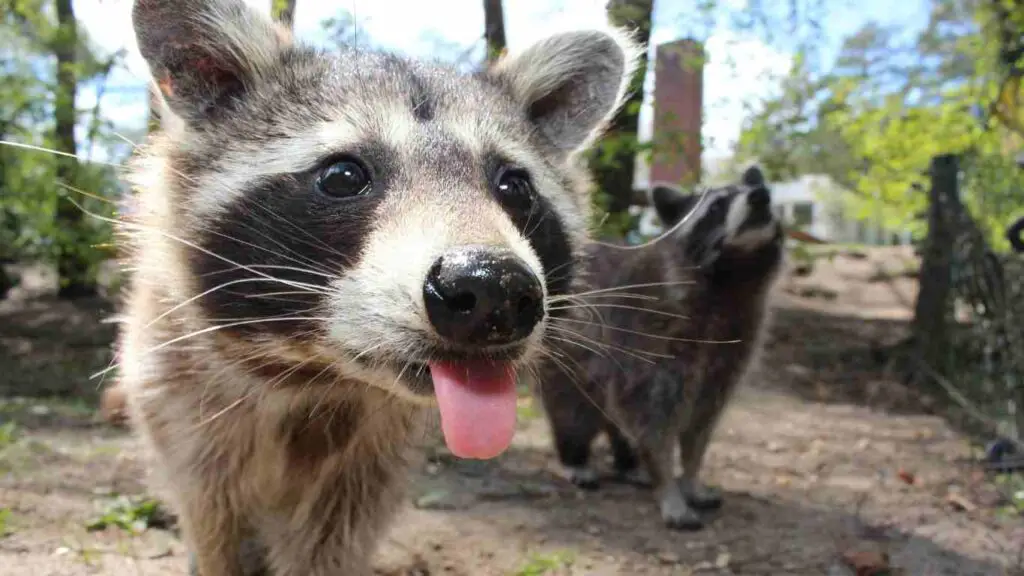 Do Raccoons Have Clean Mouths?