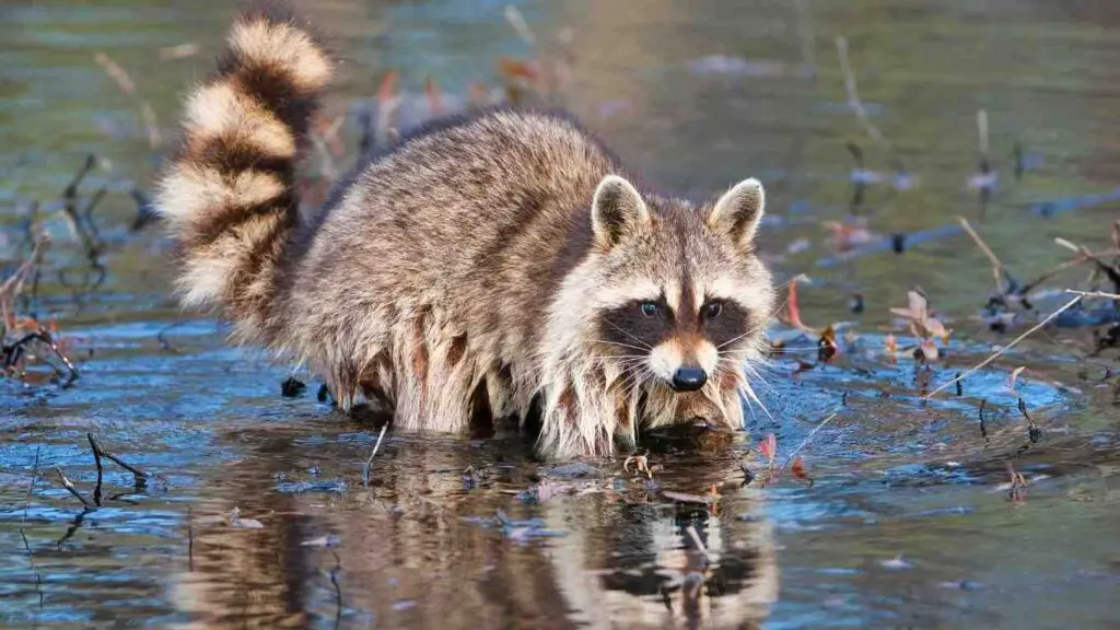 What Do Wet Raccoons Smell Like?