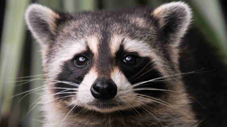 Do Raccoons Have Good Eyesight?