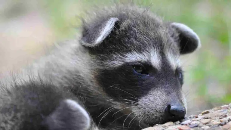 Do Raccoons Sleep With Their Eyes Open?
