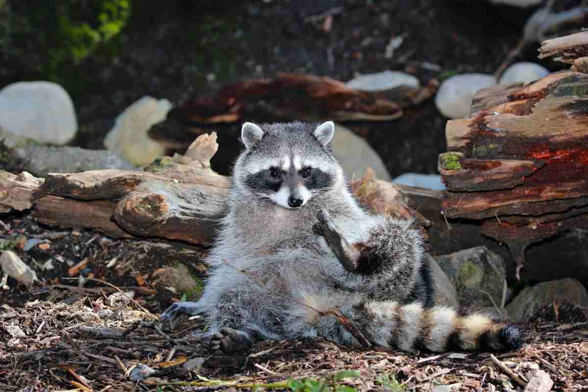Are Raccoons Blind During The Day