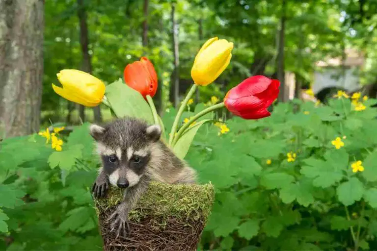 Can Raccoons See Color?