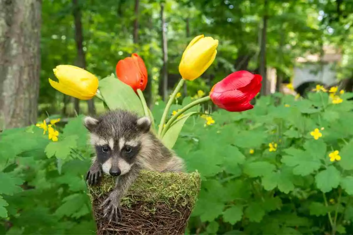 Can Raccoons See Color?