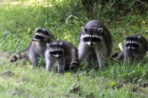 Can Raccoons See During the Day?