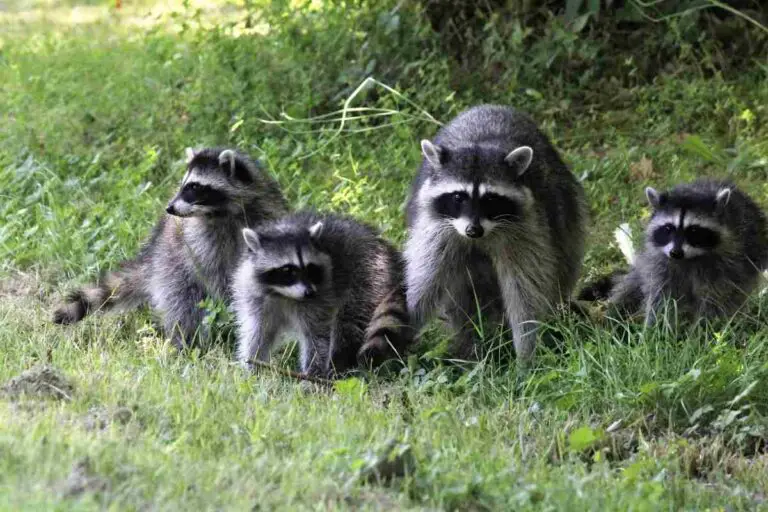 Can Raccoons See in Daylight?