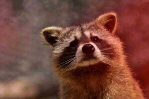 Can Raccoons See Red Light At Night