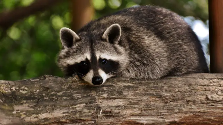 Do Raccoons Have Bad Eyesight?
