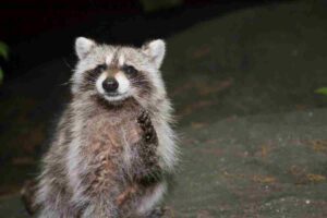 Do Raccoons Have Night Vision?