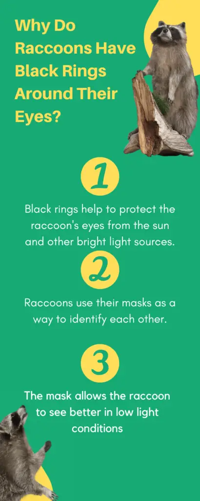 Why Do Raccoons Have Black Rings Around Their Eyes