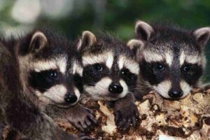 Why Do Raccoons Have Masks?